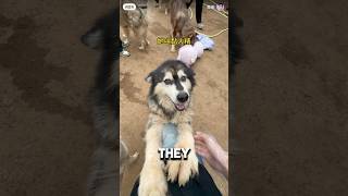 Dog Shelter Went Bankrupt But Unexpected Help Arrived❤️ dogshorts dogs dog [upl. by Ynos]