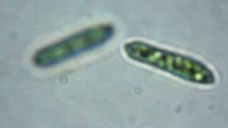 Euglena sp [upl. by Sherie]