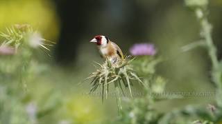 European goldfinch 4K  Carduelis carduelis حسون أوراسي חוחית [upl. by Anilasor766]