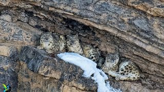 Trio Of Snow Leopards Prowling In Kibber Gorge Of Spiti Valley [upl. by Yclehc34]