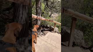 Entrance to the castlewood canyon colorado hikingadventures dogshorts adventure [upl. by Irehc]