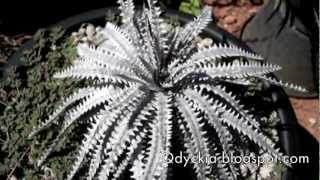 สับปะรดหนาม Dyckia Brittle Star [upl. by Ulphia]