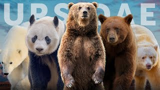 All 8 Species of Bear 7 Subspecies You Havent Heard Of [upl. by Gascony]