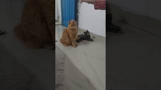 Dayzey and hurera 😻❤️💖💞💕 cat youtubeshortsyoutubevideobabyanimal [upl. by Snider]