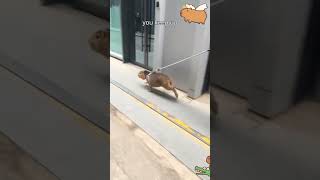 A pet owner takes his capybara for a walk [upl. by Berga308]