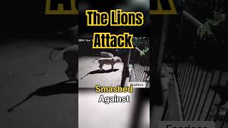 Lions Attack Cowshed [upl. by Elleirol783]