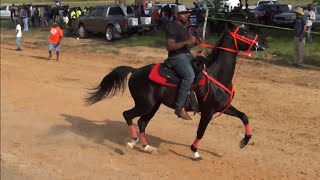 Tennessee Walking Horses at Real Studs of Northeast Texas Annual Trail Ride [upl. by Alleram]