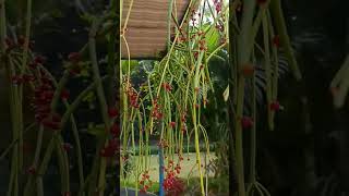 Rhipsalis baccifera mistletoe cactus indoorplants homegarden plants shorts [upl. by Hidie330]