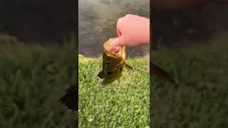 Beautiful Peacock Bass 🎣😁 bassfishing peacockbass fishing [upl. by Davy]