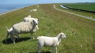 Schapen op de zeedijk Harlingen  Oosterbierum [upl. by Yelrebmyk]