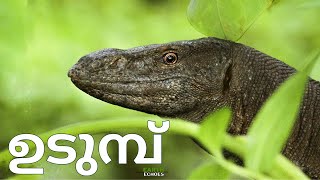 Monitor lizard  ഉടുമ്പ് monitorlizard lizard [upl. by Wachter]