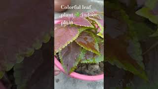 Beautiful colorful leaf plant indoor plantpodhe lagayentrendinggardenritikasinghritikasing [upl. by Ahsinnek]