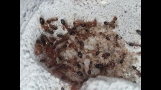 Camponotus maculatus subnudus Kolonie Update 05112024 [upl. by Nannette]