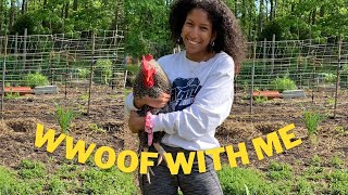 My first WWOOF USA experience [upl. by Ttelracs179]