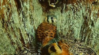 Fledging Frenzy All Five Kestrel Chicks Leave Nest Box In 24 Hours [upl. by Nerot]