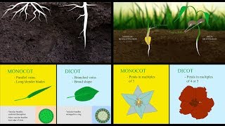 Monocots vs Dicots [upl. by Aicetel]