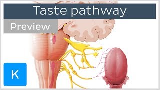 Taste pathway steps and diagram preview  Human Neuroanatomy  Kenhub [upl. by Ahseek204]