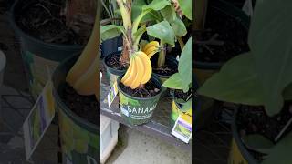 Planting banana trees [upl. by Idrahs330]