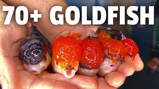 I Imported over 70 GOLDFISH from Thailand [upl. by Aksoyn]