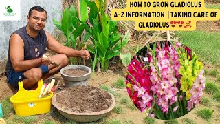 How to Grow Gladiolus Sword Lilly from a bulb with AZ information  Taking Care of Gladiolus [upl. by Rammaj885]