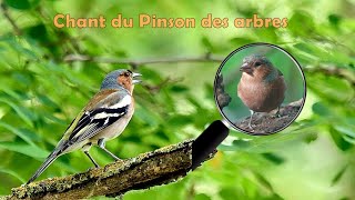 Chant du PINSON des ARBRES et du LORIOT au loin [upl. by Reuven639]