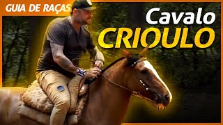 CAVALO CRIOULO O ORGULHO GAÚCHO  RICHARD RASMUSSEN [upl. by Alywt654]