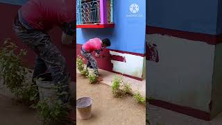 Wall painting Apply Royel paints Colour shorts viralvideo painting workout [upl. by Greyso]