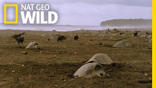 Sea Turtle Nesting Grounds  Wild Costa Rica [upl. by Jael]