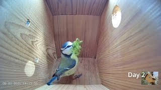 From empty nest to first egg in less than 8 minutes  BlueTit nest box live camera highlights 2021 [upl. by Aihsenat593]