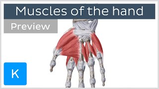 Muscles of the hand preview  Human Anatomy  Kenhub [upl. by Lesko257]