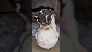 Dogs eat rice This rice looks delicious cutepet dog [upl. by Stephana456]