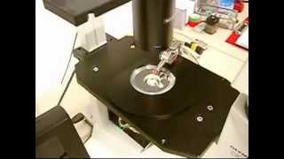 MM3ALMP  Micromanipulator for light microscopy probing applications [upl. by Fraase]