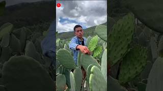 Amazing Cactus Farming and Harvesting ll shorts [upl. by Edlyn526]