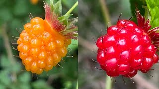 Salmonberry Picking  Delicious Edible Wild Berries 🤤😋😍 berries delicious salmon fruit [upl. by Nikita]