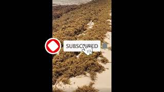 2024 Sargassum Monitoring® Official  Republica Dominicana  Punta Cana  Bahia Principe [upl. by Browne]