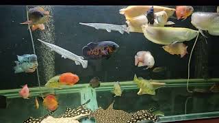 INDIGO PREDATORY COMM TANK UPDATE 12112024 [upl. by Tica]