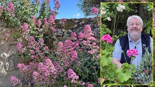 CONNAISSANCE ET UTILISATION DES VALÉRIANES ORNEMENTALES ET MÉDICINALES Le quotidien du jardin N°205 [upl. by Anilosi512]