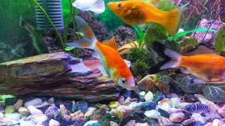 Guppy Fish  Molly Fish  Platy Fish  Cichlid Fish  Shipping King Fish [upl. by Nomead]