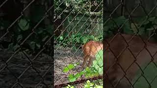 Alipore Zoo🧡kolkata [upl. by Carlton]