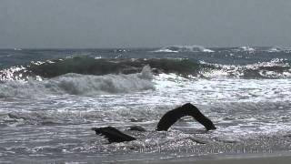 Panasonic HCV757 extrem Slowmotion  Costa Rica  rauhes karibisches Meer [upl. by Coleville]