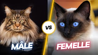 Chat Mâle VS Chat Femelle  Les Différences  Comment Choisir [upl. by Irtimed]