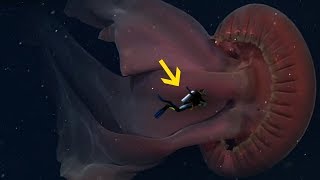 The Biggest Jellyfish Ever Discovered [upl. by Asiil664]