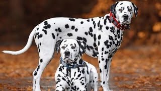 Everything About Dalmatian Dog Breed In Hindi by the mysterious science of dogs [upl. by Naquin]