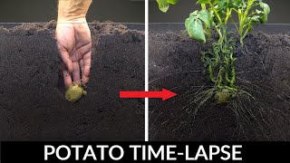 Potato Growing Underground Time Lapse  92 Days [upl. by Tally936]