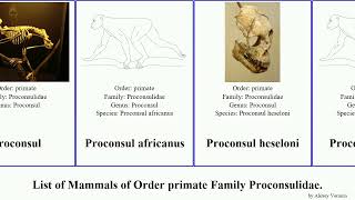 List of Mammals of Order primate Family Proconsulidae major africanus Lebowitz Hollow Hickory Dan [upl. by Isolda]