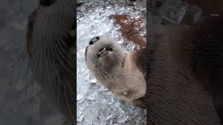 Rascally River Otters Play In And Crunch On Ice [upl. by Marguerie]