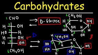 Carbohydrates  Haworth amp Fischer Projections With Chair Conformations [upl. by Bascio]