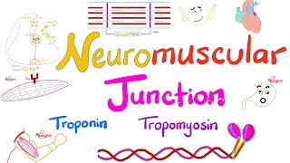 Troponin Tropomyosin TTubules Sarcoplasmic Reticulum and the Neuromuscular junction NMJ [upl. by Atires]