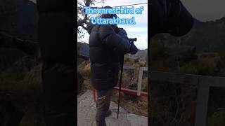 The rarest bird of Uttarakhand birds birdwatching youtubeshorts [upl. by Olfe]