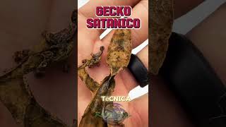 Autotomía Caudal La Defensa del Gecko Satánico wildlife vidasalvaje pets reptiles gecko [upl. by Enitsahc]